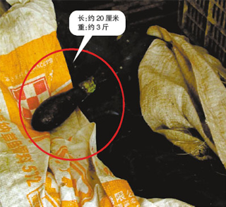 Illustration for article titled What the Hell, A Live Bomb Was Found Inside a Squid's Stomach